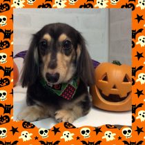 Ⅿダックスフント