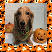 Ⅿダックスフント