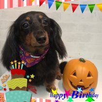 Ⅿダックスフント