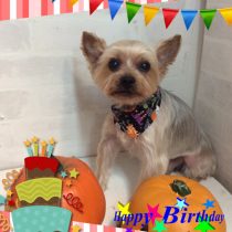 ヨークシャテリア