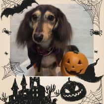 Ⅿダックスフント