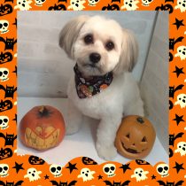 ポメラニアン×マルチーズMIX