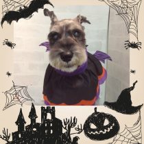 Ⅿシュナウザー