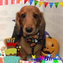 Ⅿダックスフント