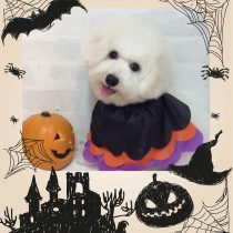 ビションフリーゼ