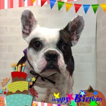 フレンチブルドッグ