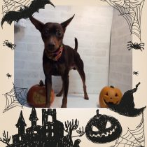 ミニチュアピンシャー