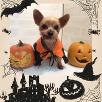 ヨークシャーテリア