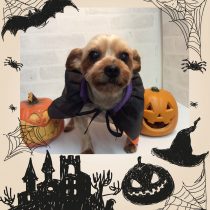 ヨークシャーテリア