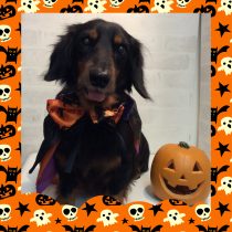 Ⅿダックスフント