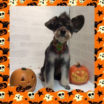 トイプー×チワワＭix