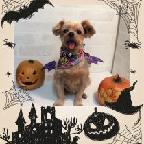 ヨークシャテリア