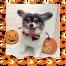 チワワ×パピヨンmix