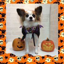 パピヨン×チワワmix