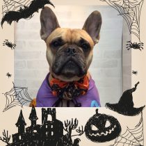 フレンチブルドッグ