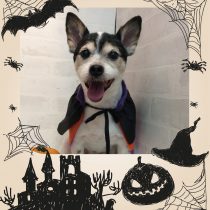 ジャックラッセルテリア