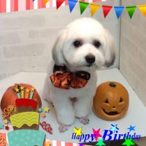 マルチーズ×パピヨン