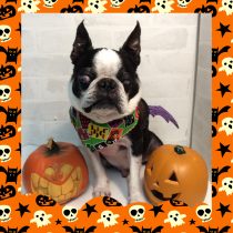 ボストンテリア