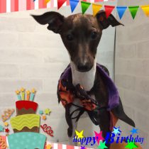 イタリアングレーハウンド