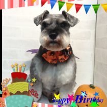 Ⅿシュナウザー