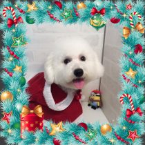 ビションフリーゼ