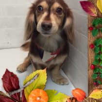 Ⅿダックスフント