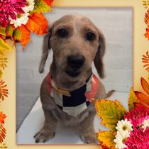 Ⅿダックスフント