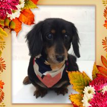 Ⅿダックスフント