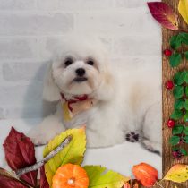 マルチーズ×チワワ