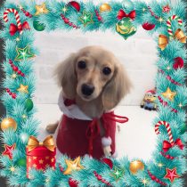 Mダックスフント