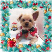 ヨークシャーテリア