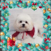 チワワ×マルチーズ