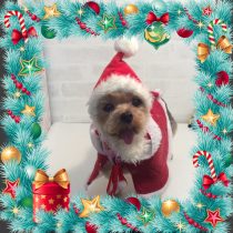 ヨークシャーテリア