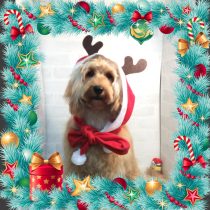 オーストラリアンラブラドゥードゥル