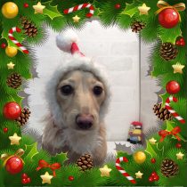 Mダックスフント