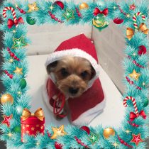 ヨークシャーテリア