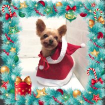 ヨークシャーテリア