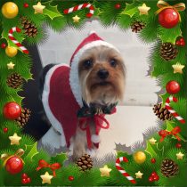 ヨークシャテリア