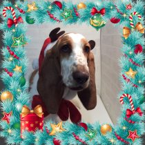 バセットハウンド