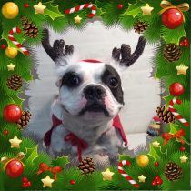 フレンチブルドッグ