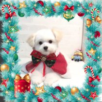 チワワ×マルチーズMix