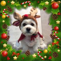 ペキニーズ×ビションMix