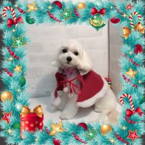 マルチーズ×トイプードルMix