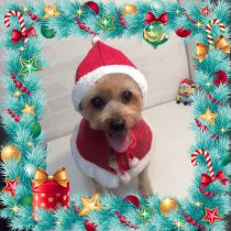 ヨークシャテリア