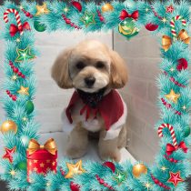 チワワ×トイプードル