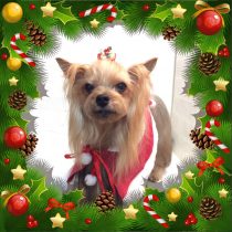 ヨークシャーテリア