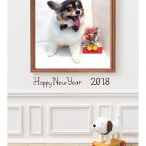 パピヨン×チワワMix