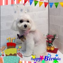 マルチーズ×トイプードルMix