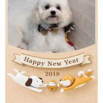 マルチーズ×トイプードルMix