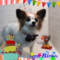 パピヨン×チワワMix